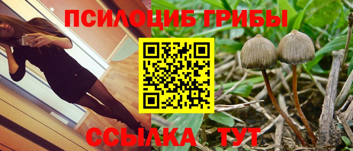 Псилоцибиновые грибы Psilocybe Элиста